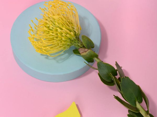 Nature inspired conceptual art showing growth and routine